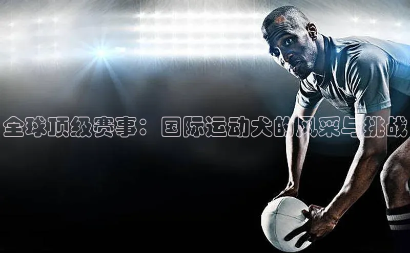 贝博平台网站谁知道百度翻译全球顶级赛事：国际运动犬的风采与挑战